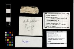 Foto (Objekt + Etikett) von Decapoda indet.  (NHMW-GEO-2014-0194-0979)
